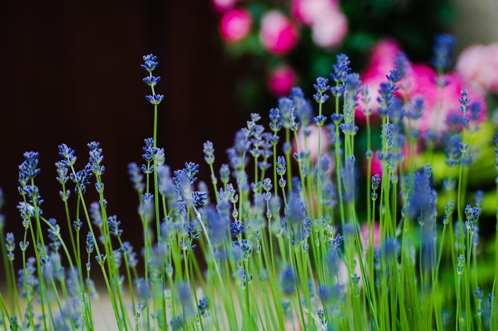 مبيت وإفطار Le Fleix Manoir Du Bois Mignon المظهر الخارجي الصورة