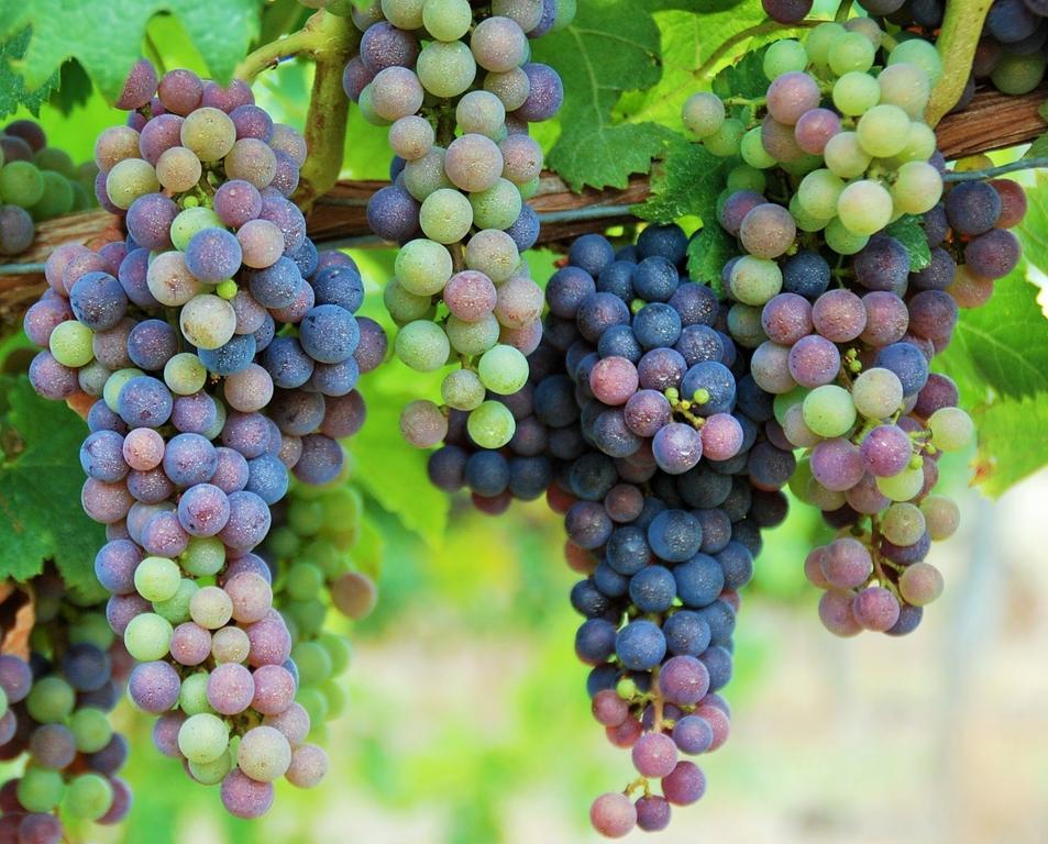 مبيت وإفطار Le Fleix Manoir Du Bois Mignon المظهر الخارجي الصورة